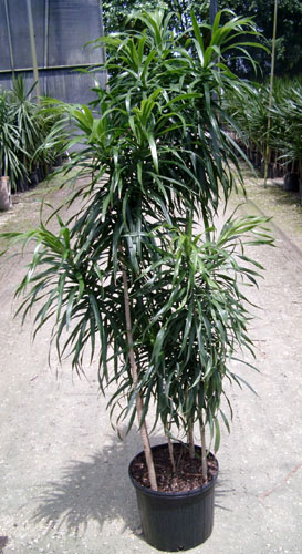 10" Pleomele Anita Cane